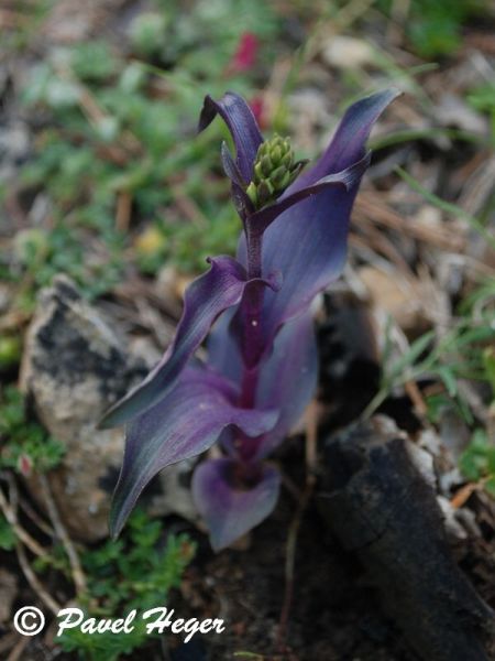 Epipactis tremolsii